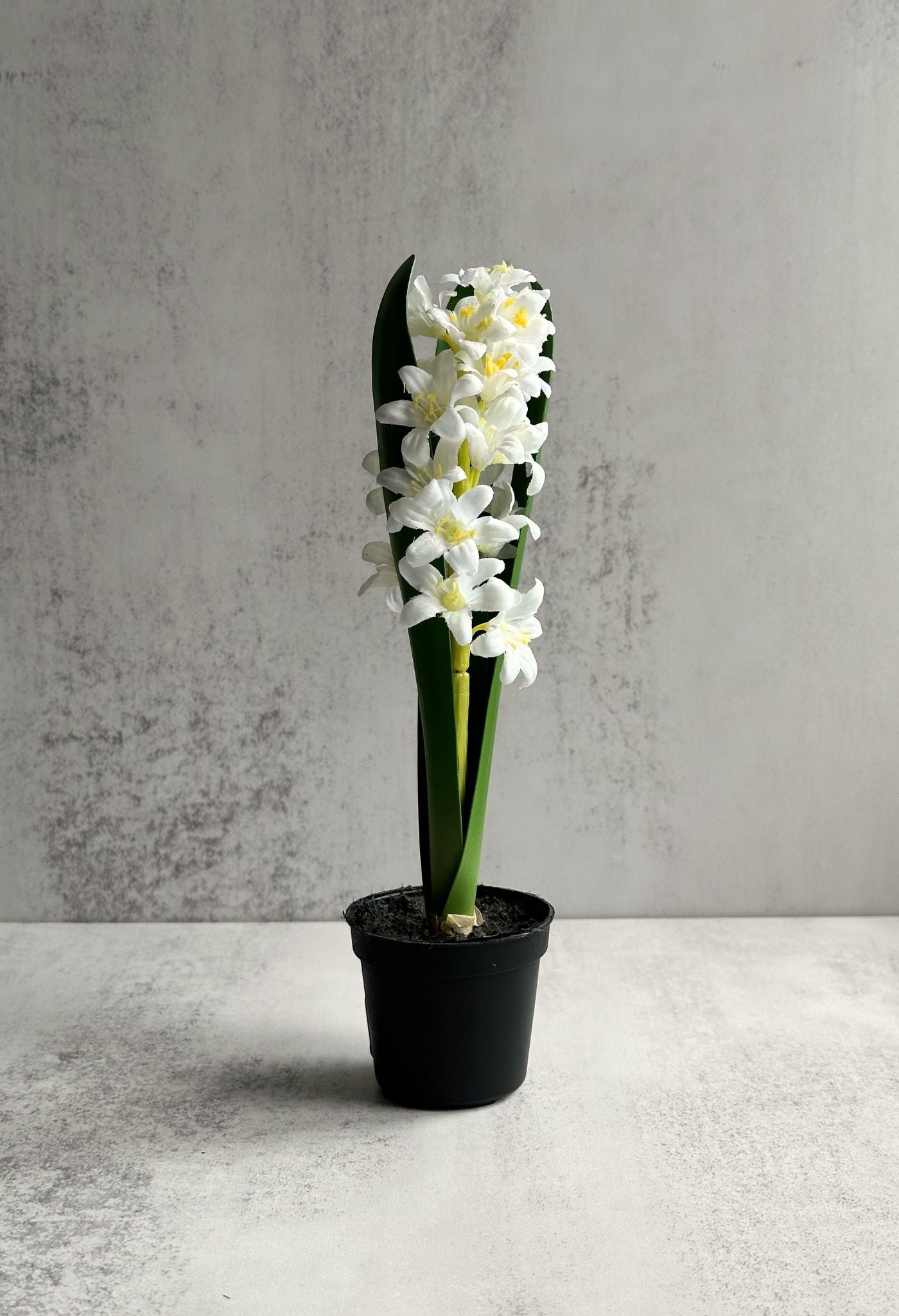 Plante de fausse jacinthe