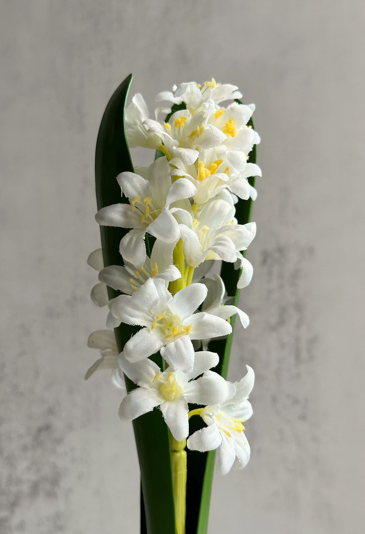 Plante de fausse jacinthe