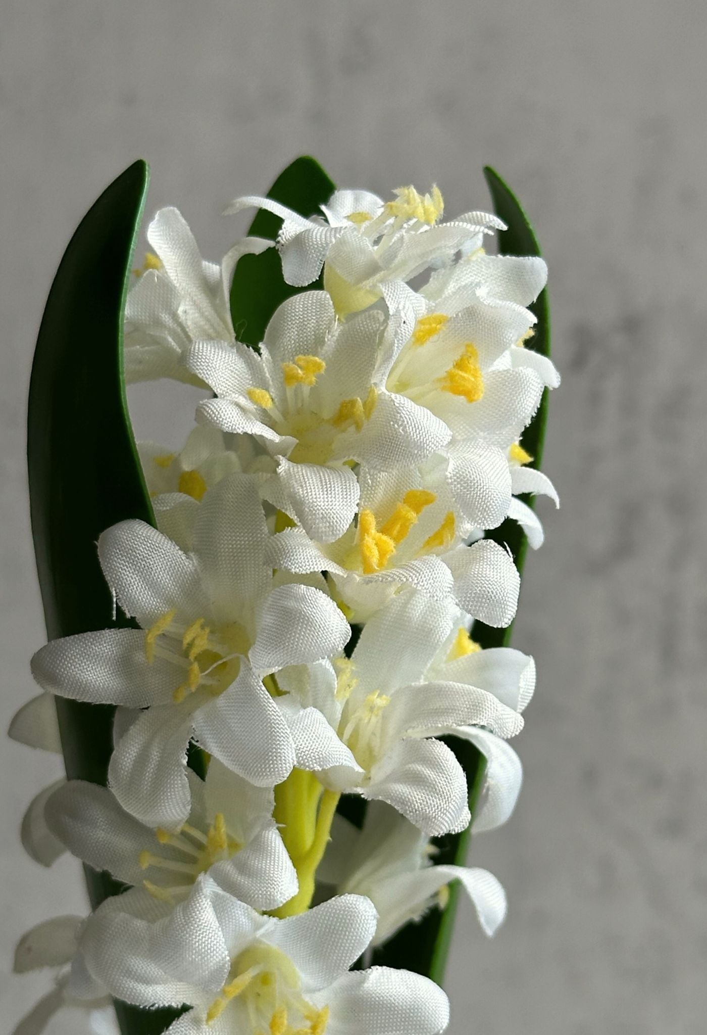 Plante de fausse jacinthe