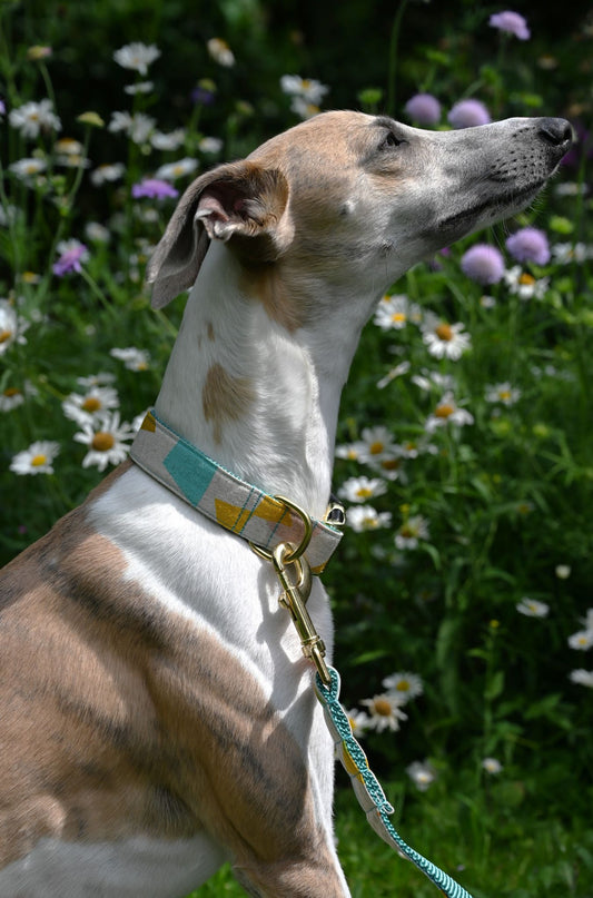 Dog with a collar and leash standing in a field of flowers
