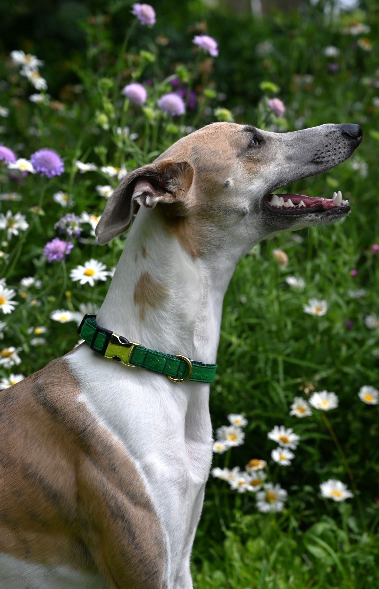 Small Ivy Green Tinsel Cotton Dog Collar