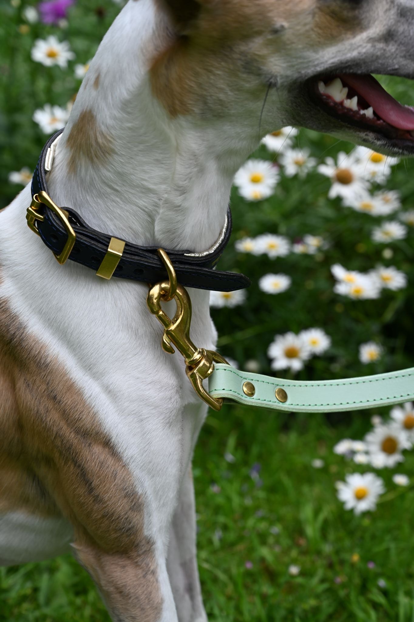Luxury Padded Leather Leads