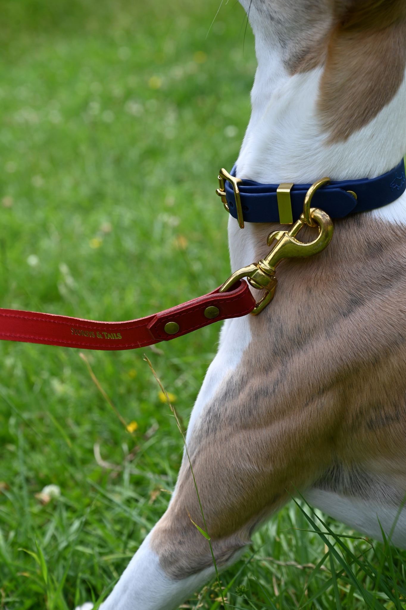 Luxury Padded Leather Leads