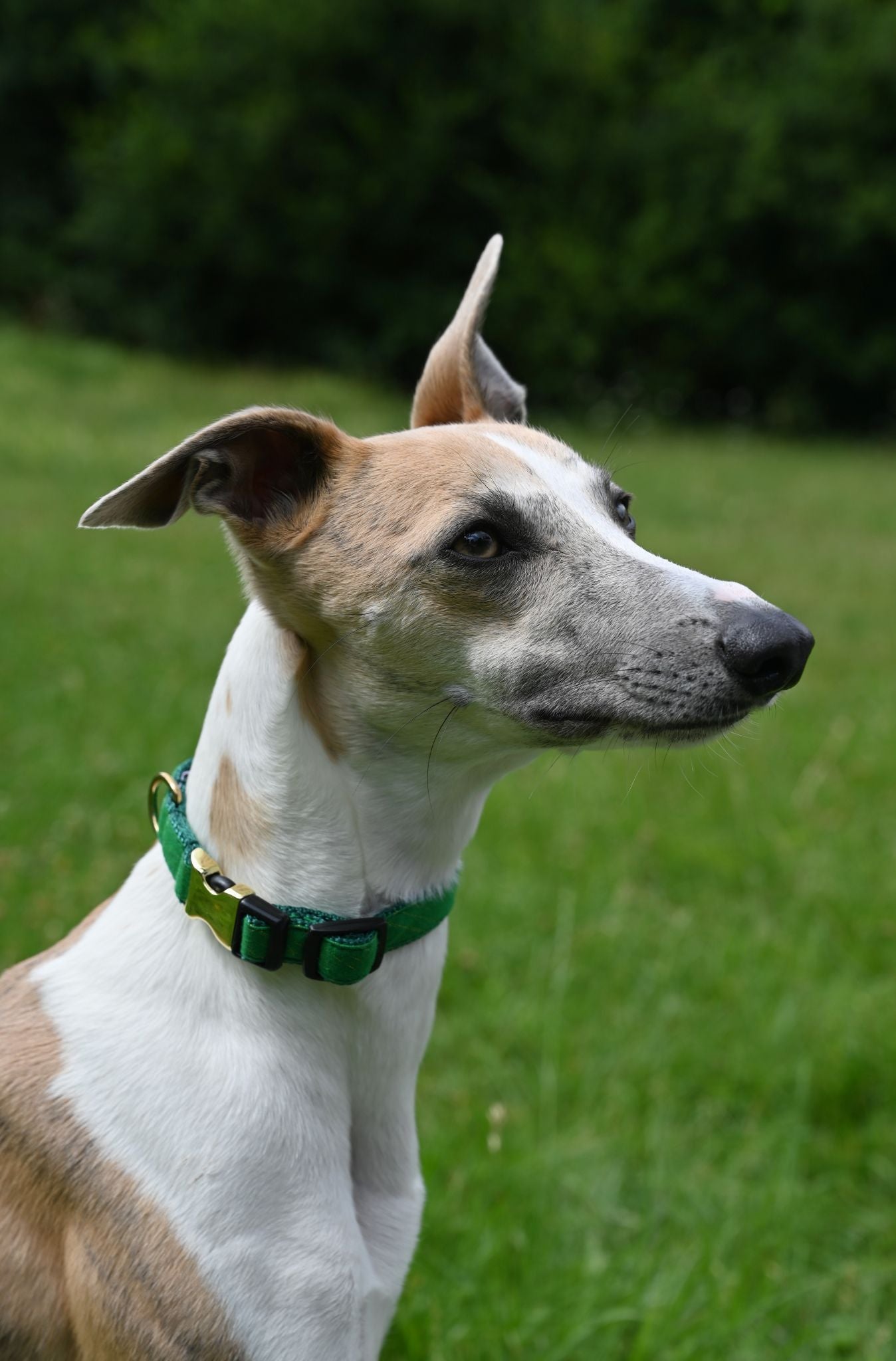 Small Ivy Green Tinsel Cotton Dog Collar