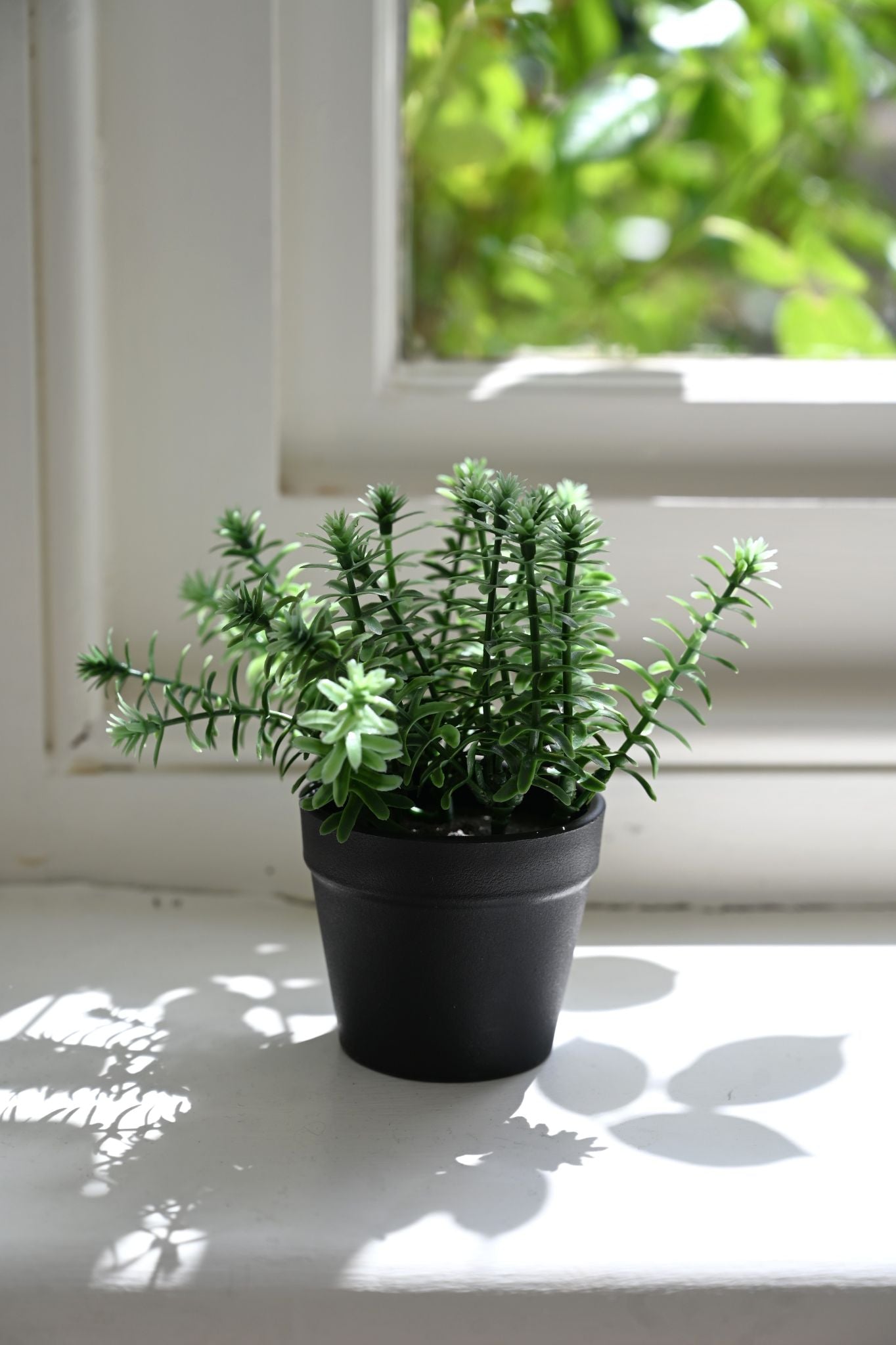 Tiny Faux Stonecrop Sedum Plant