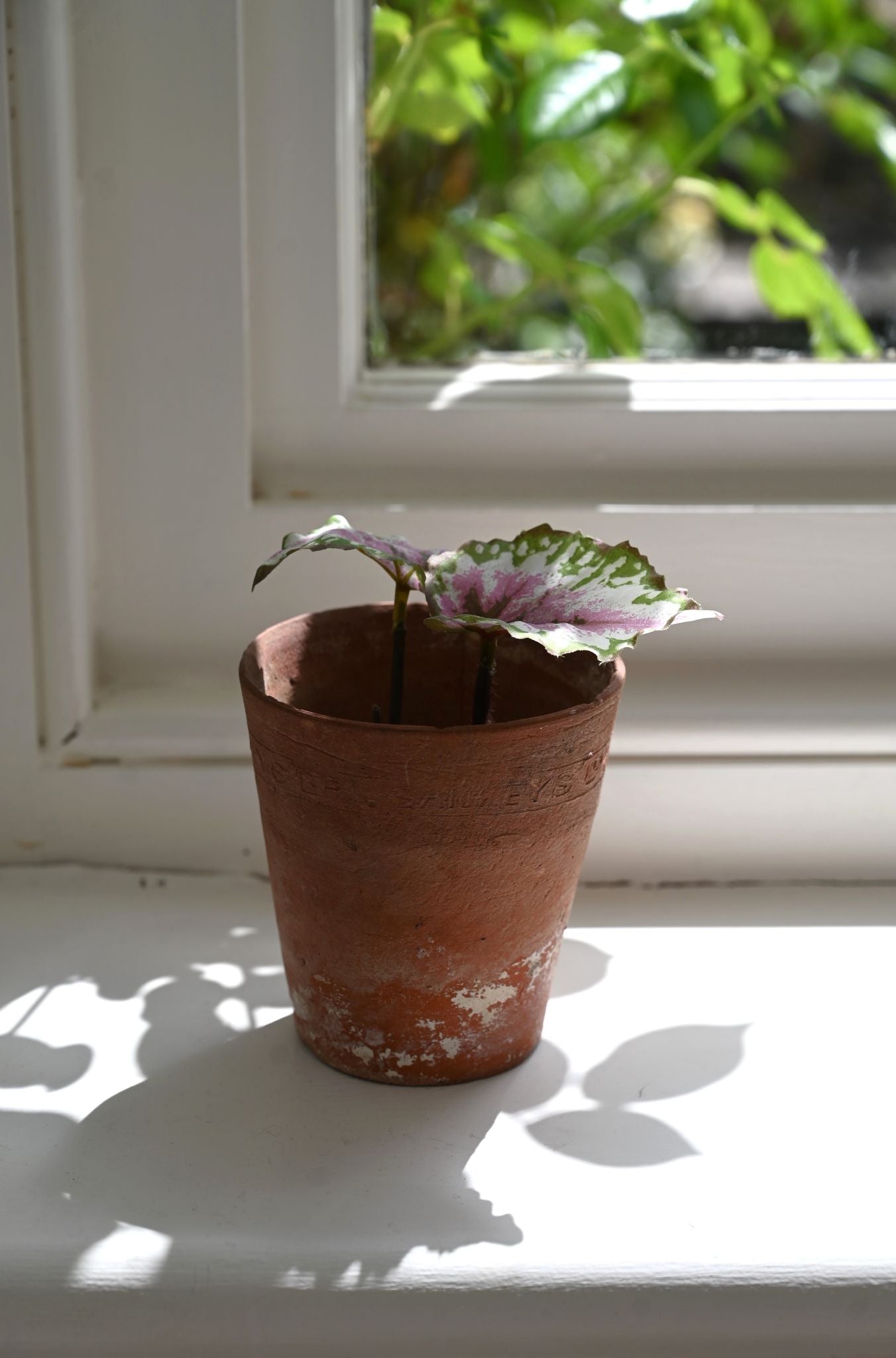 Faux Pink Begonia Plant