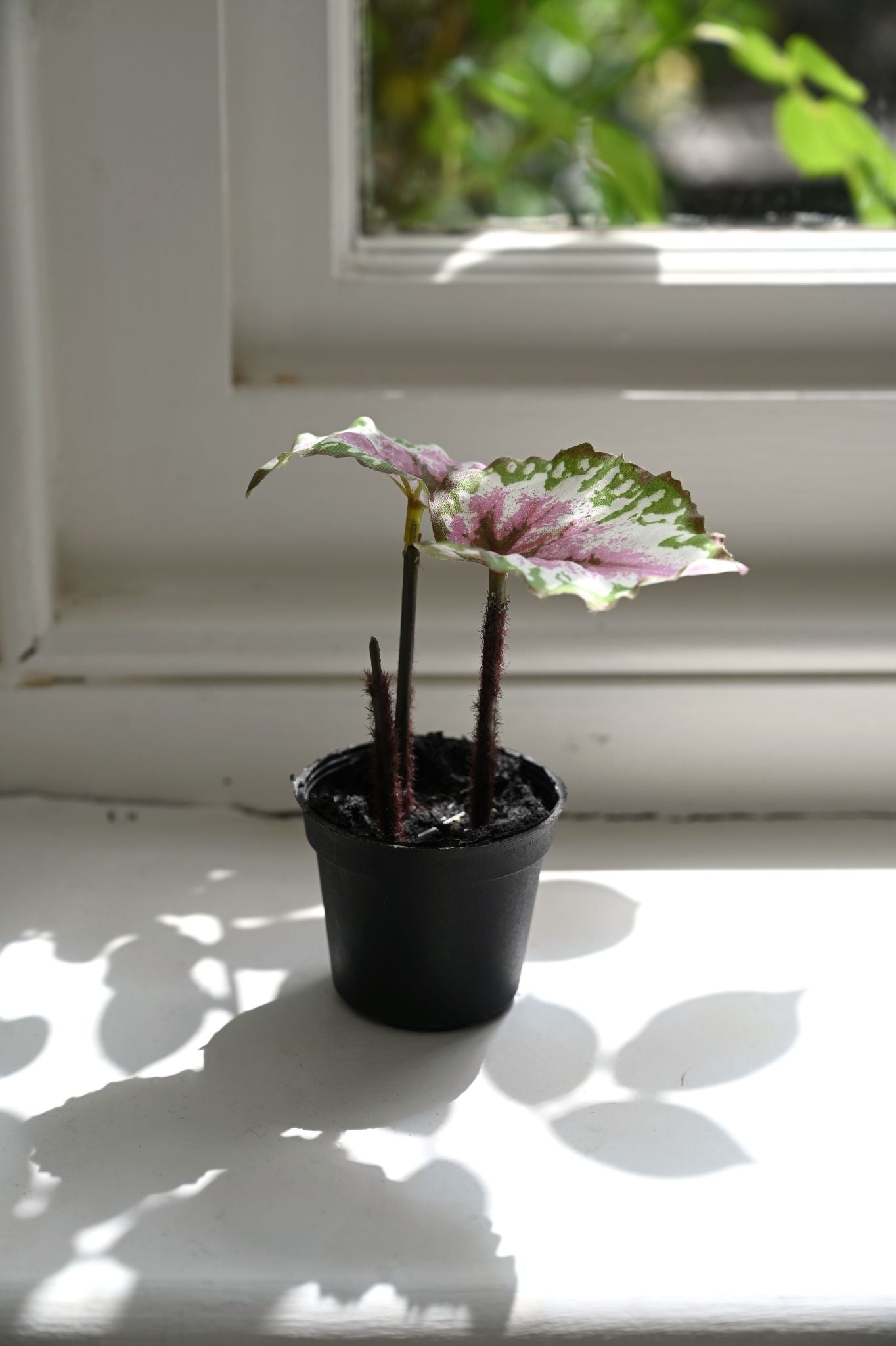 Faux Pink Begonia Plant