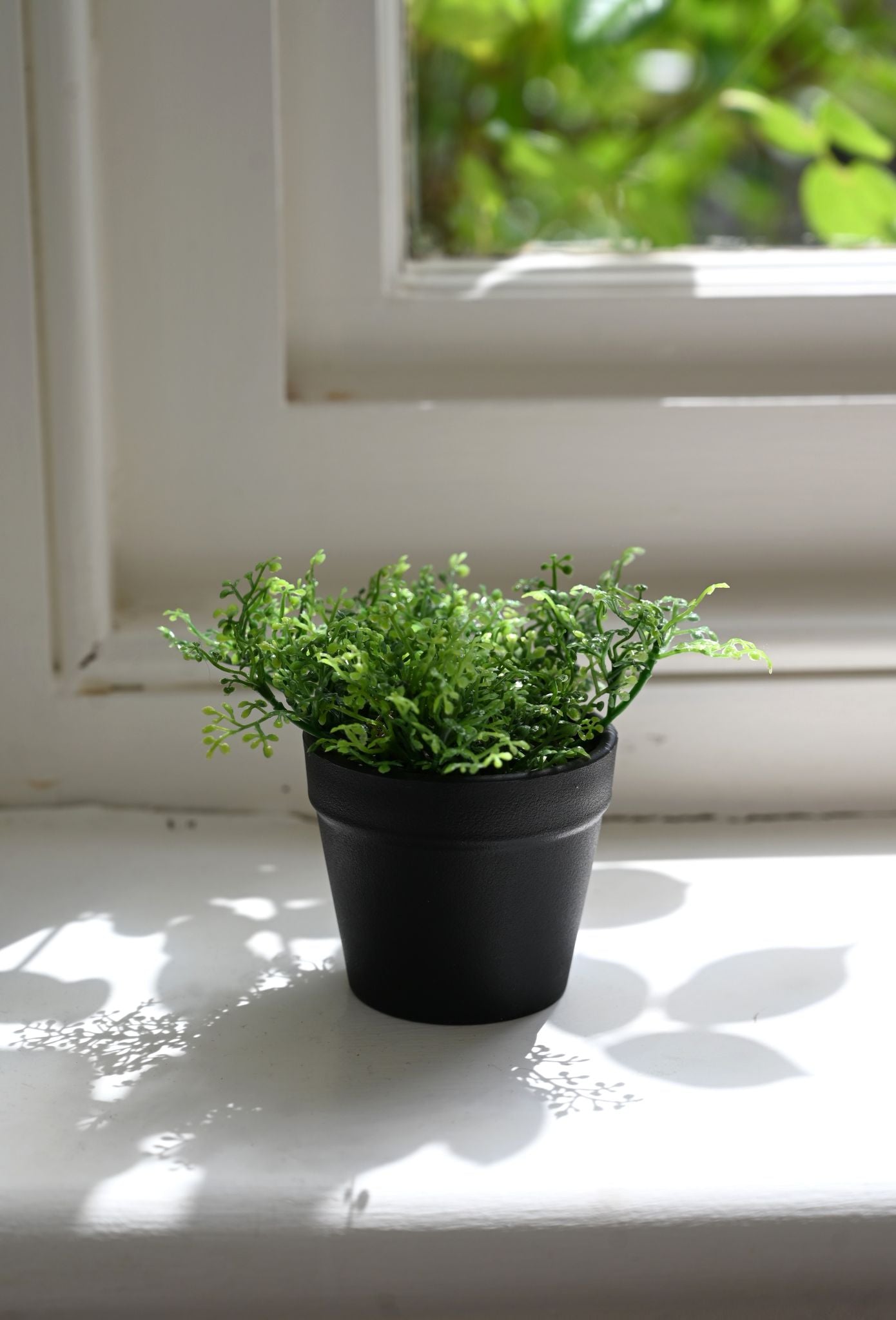 Faux Wall-Rue Plant