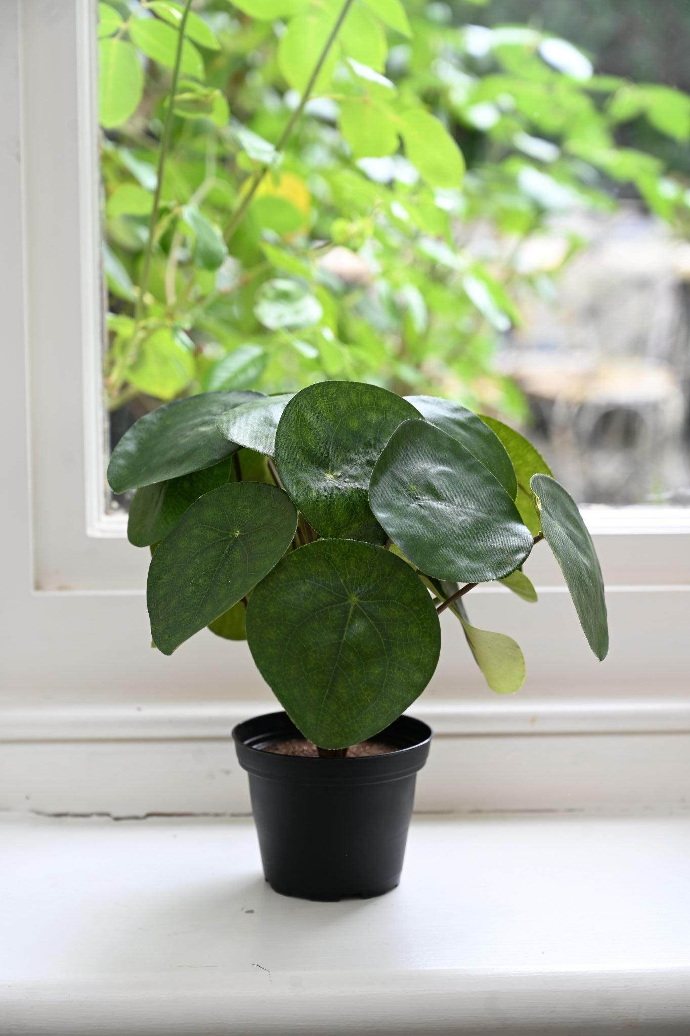 Potted plant leaning against a white wall with a blurred green outdoor background