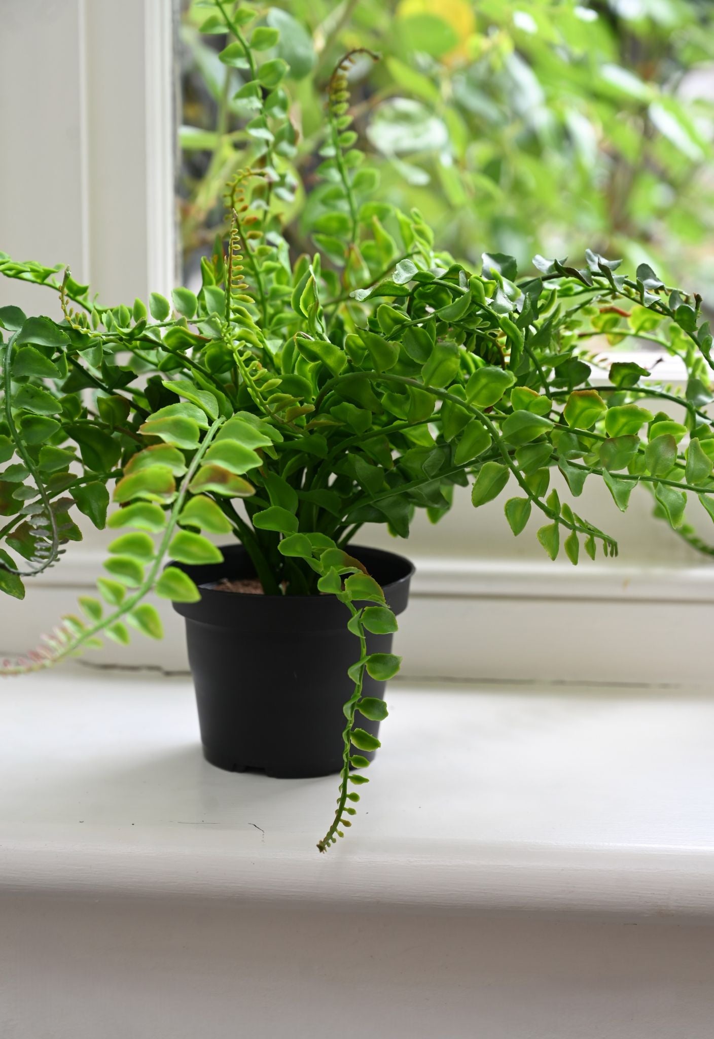 Potted fern plant on a windowsill with a blurred outdoor background