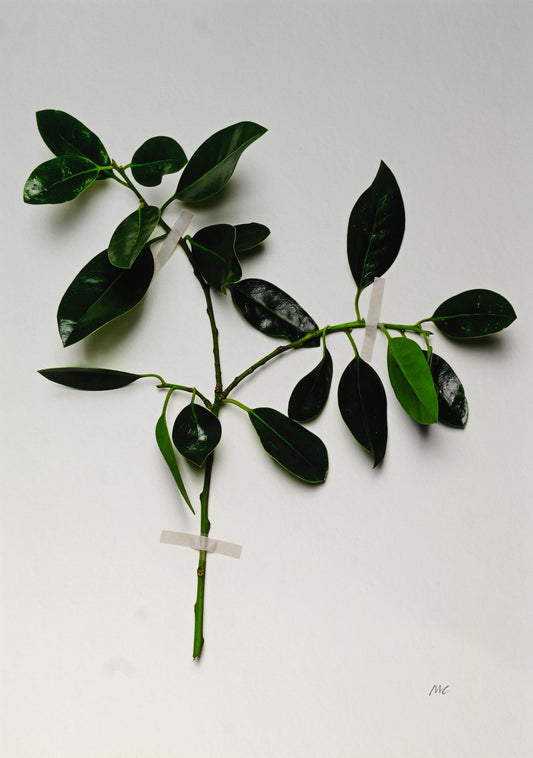 Miranda Carter Common Holly A4 Print