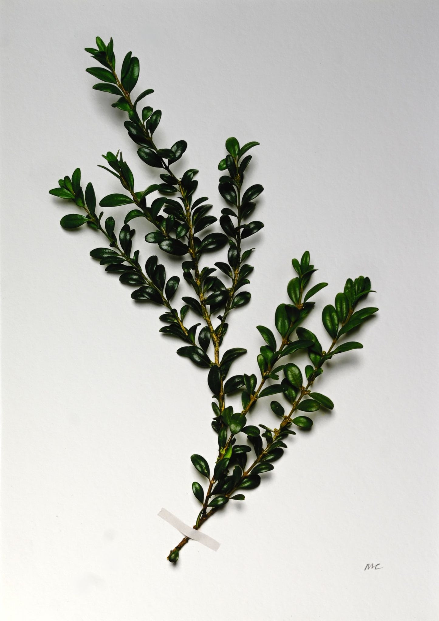 Miranda Carter Box Shrub A4 Print