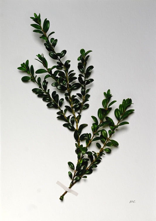 Miranda Carter Box Shrub A4 Print