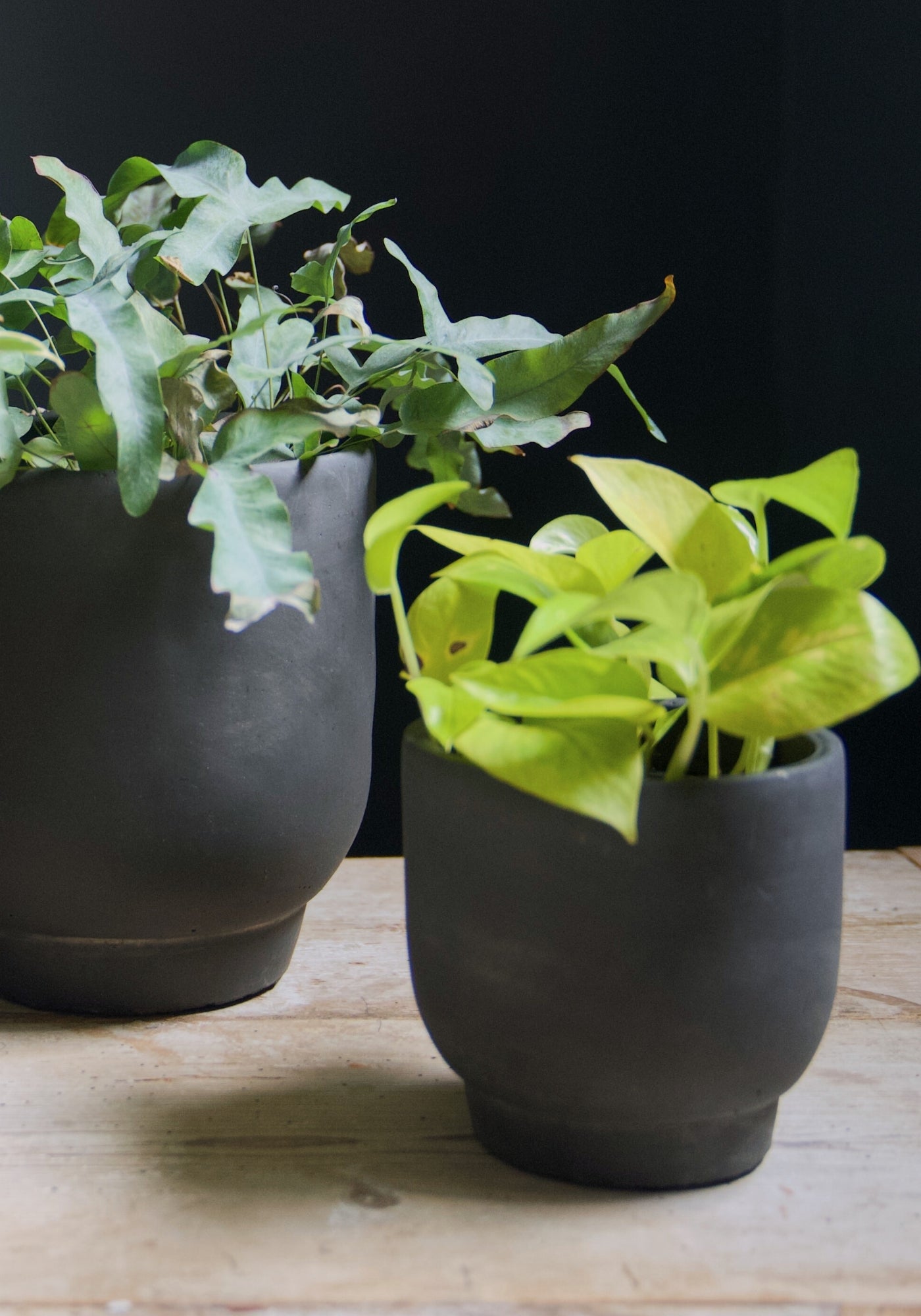 small cement plant pots Eva Small Black Cement Plant Pot