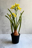 Faux Daffodil Plant