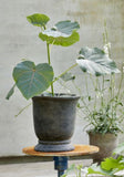 Berta Black Plant Pots