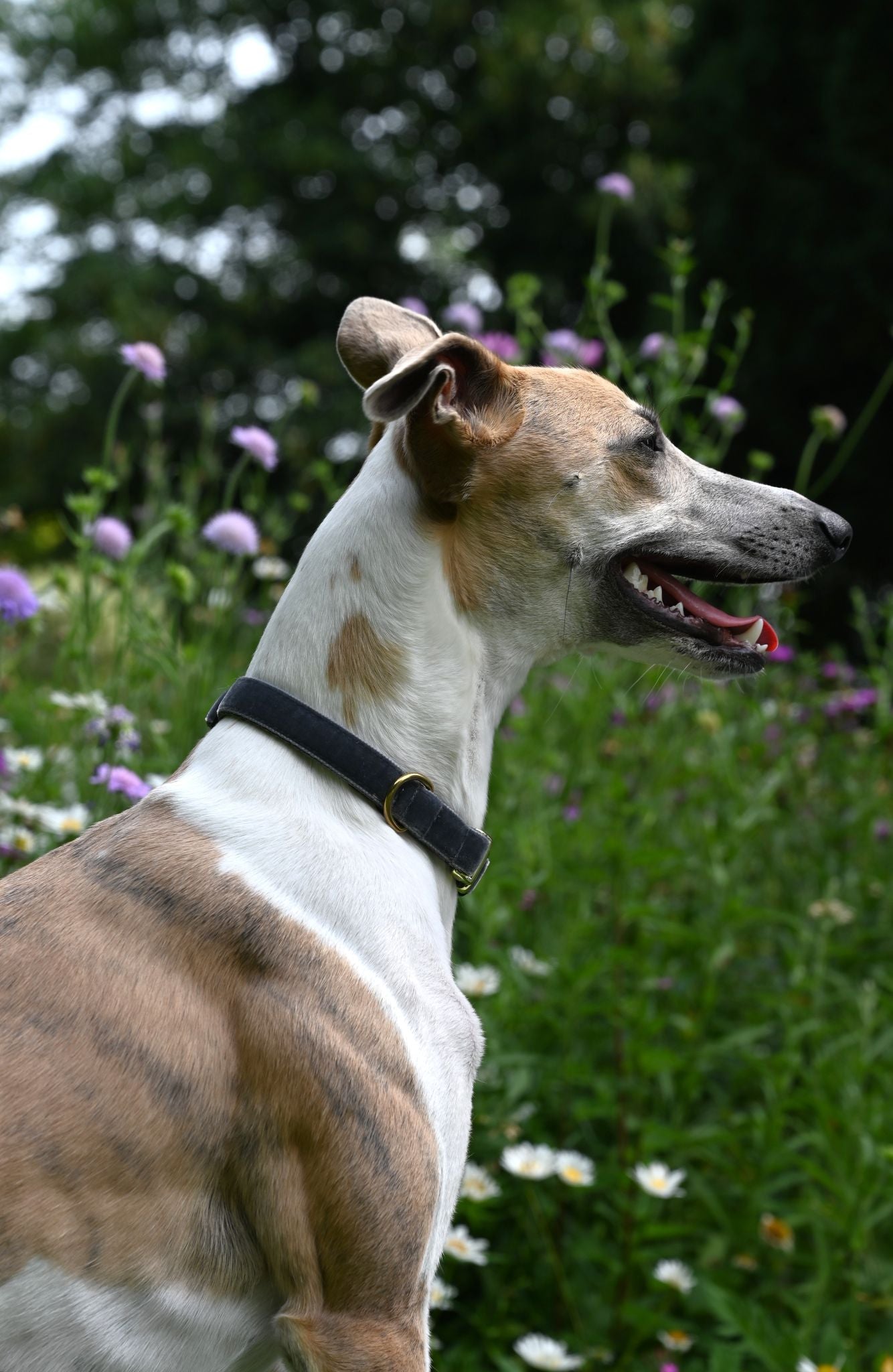 Smoke Grey Medium Washable Velvet Dog Collar