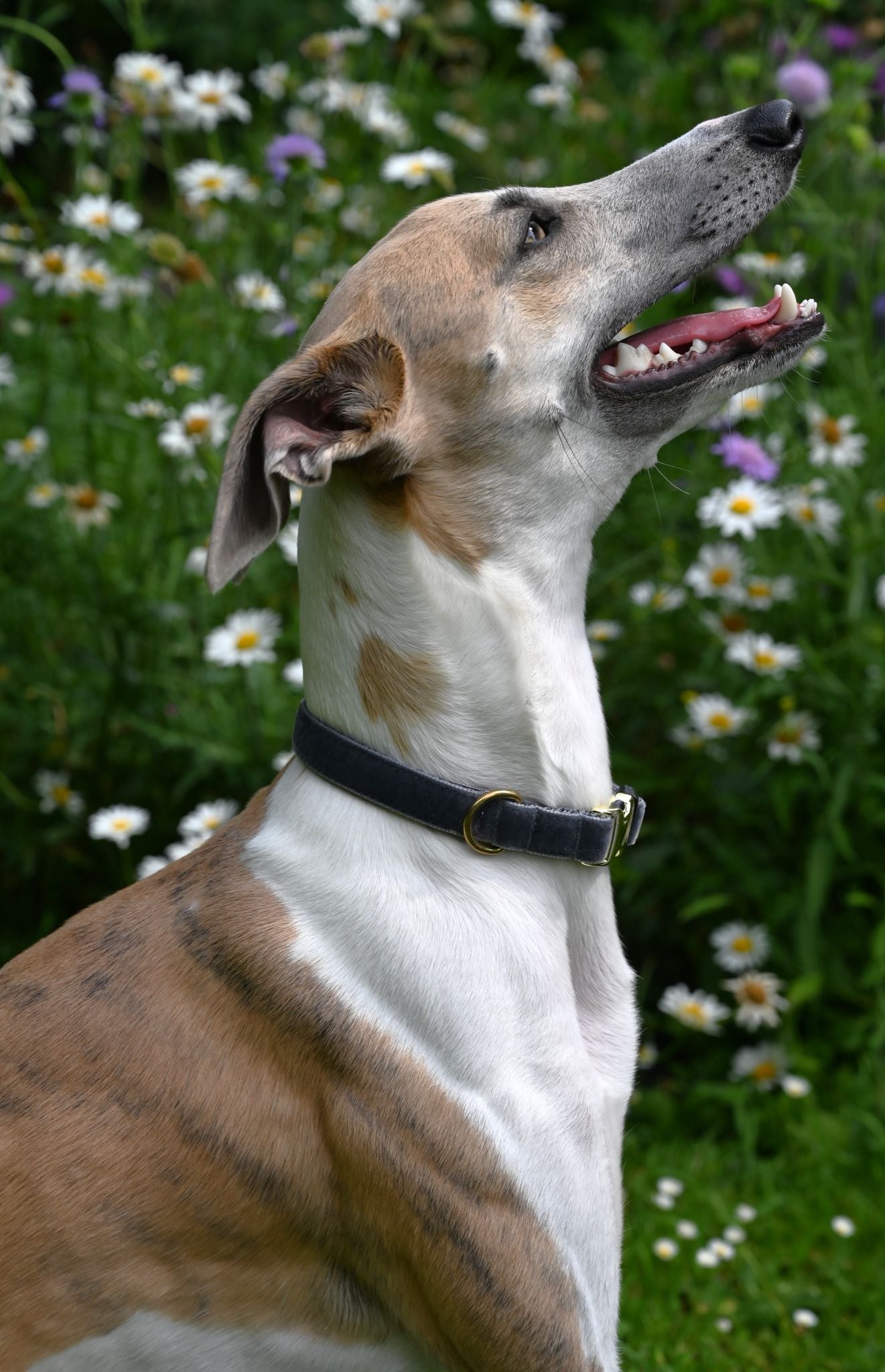 Smoke Grey Medium Washable Velvet Dog Collar