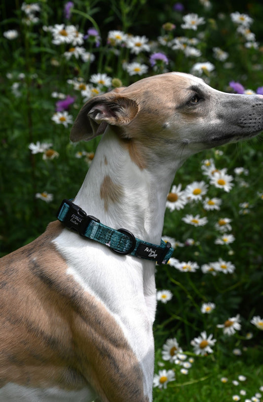Medium Teal Jungle Handmade Webbing Collar