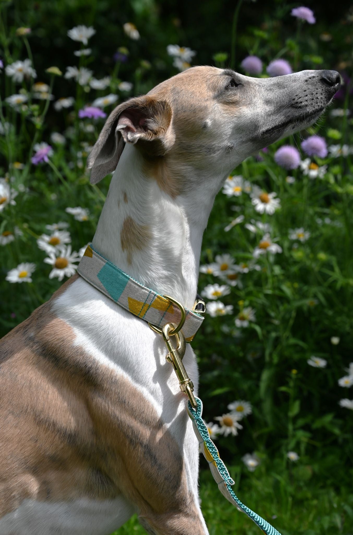 Dog with a collar and leash standing in a field of flowers