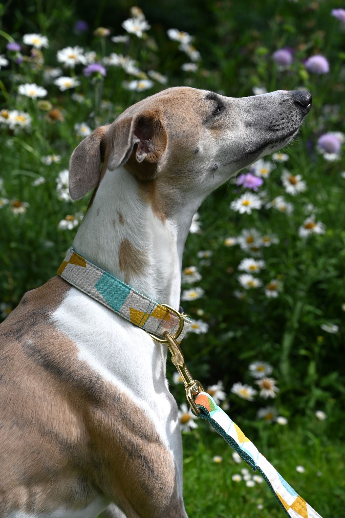 Dog on a leash with a colorful collar in a grassy field with flowers