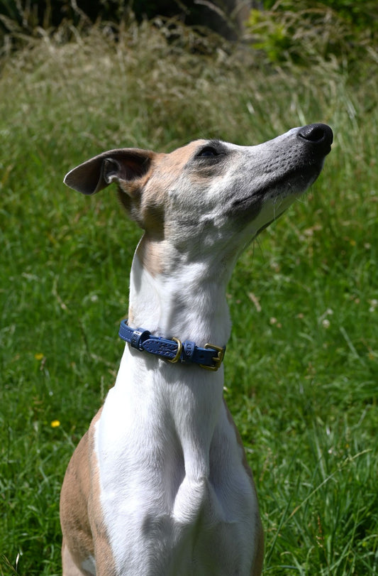 Small Blue Lish Leather Dog Collar