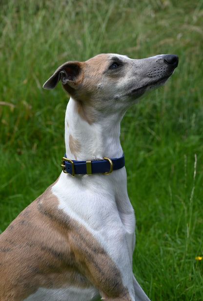 All Weather Coloured Pet Collars by Storeys and Tails