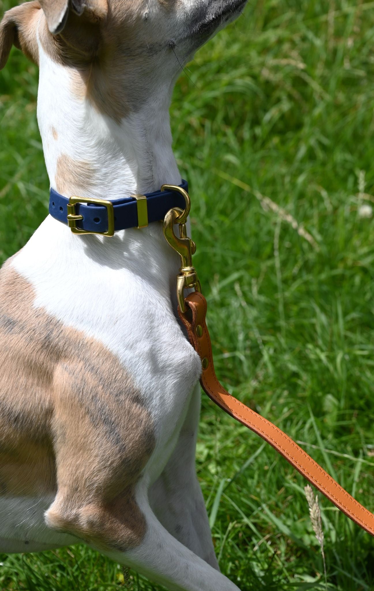 Mint green padded leather dog lead with solid brass hardware on a brindle dog in a field.