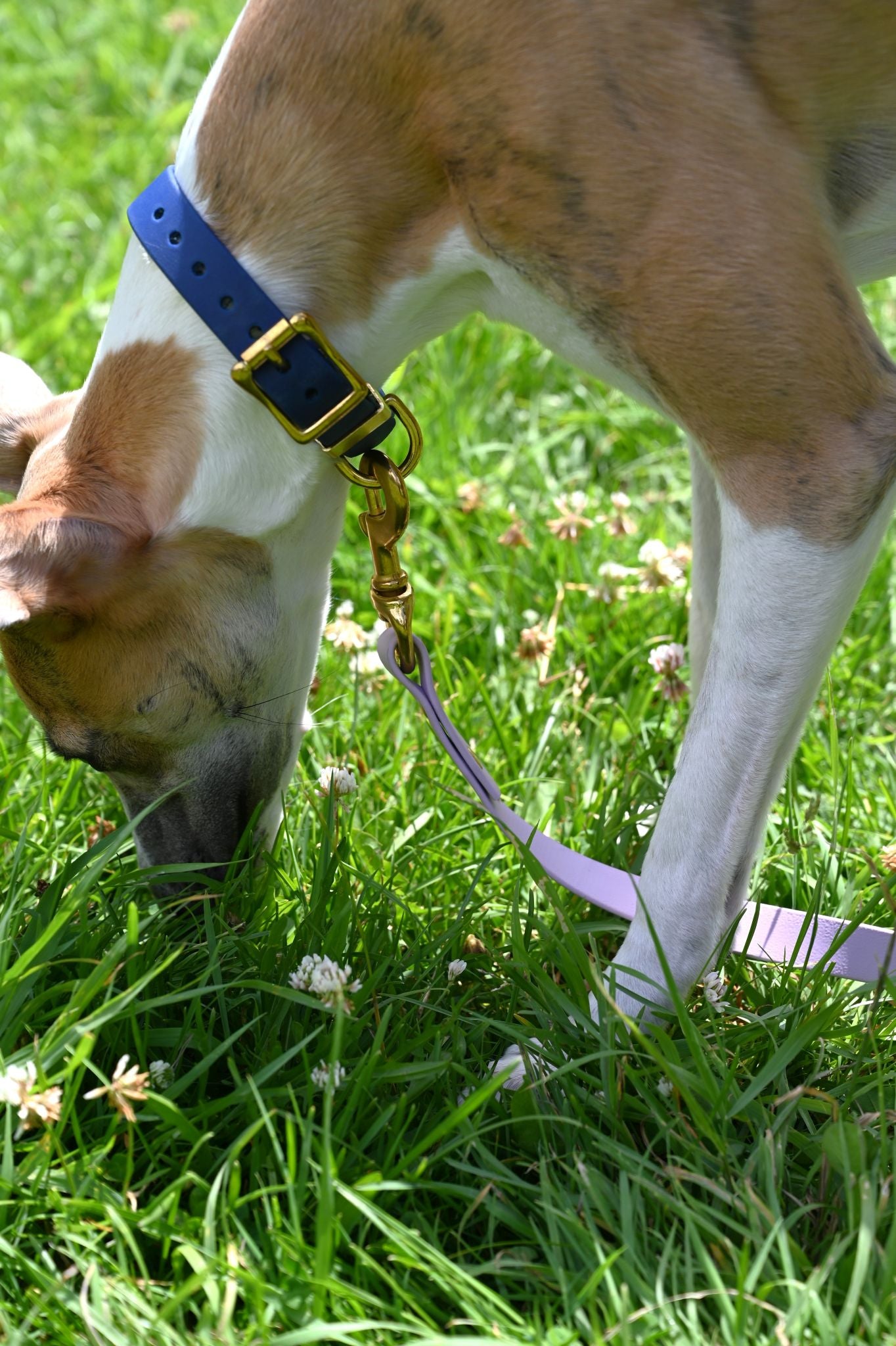 All Weather Coloured Pet Collars by Storeys and Tails