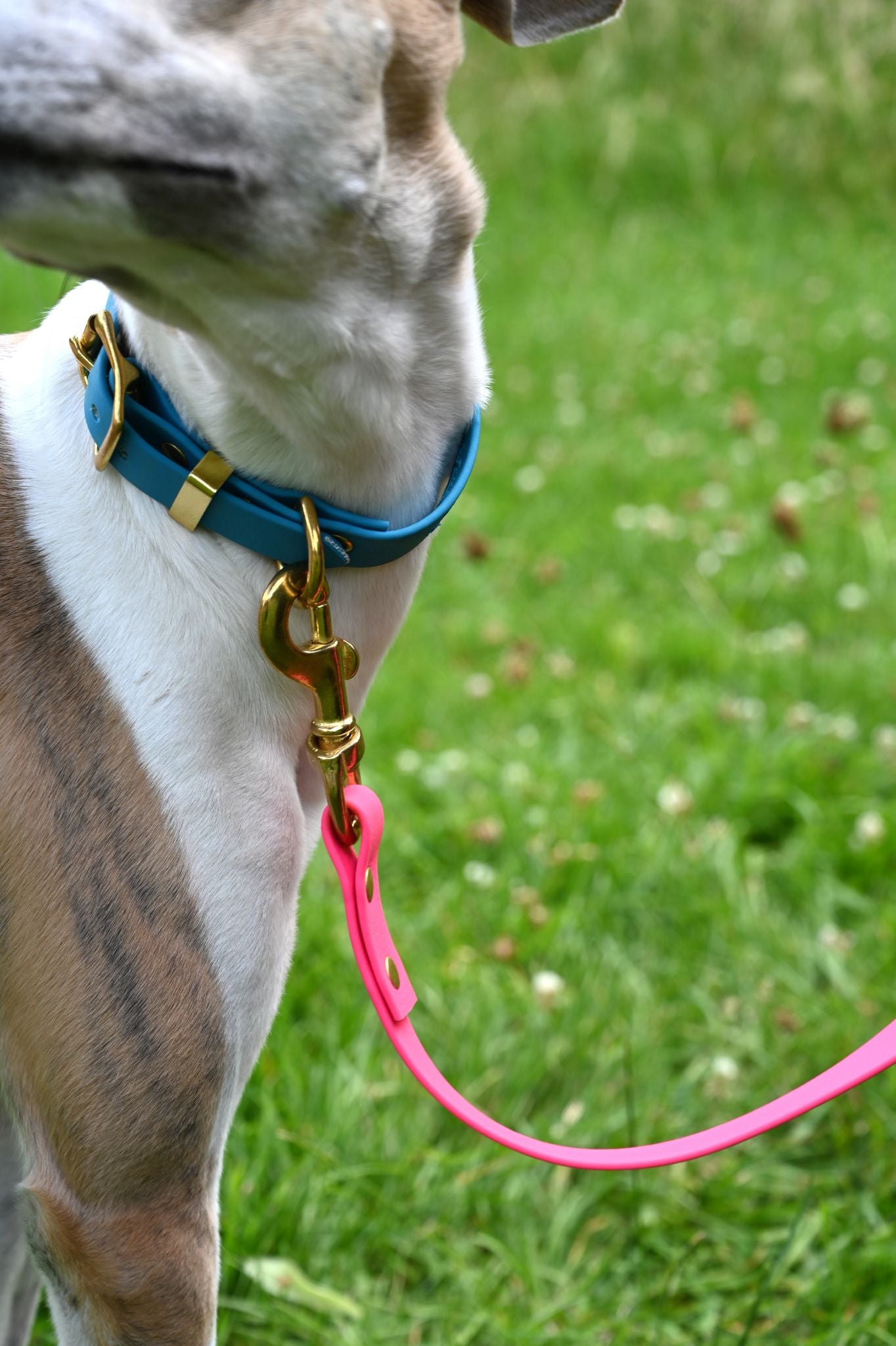 All Weather Coloured Pet Collars by Storeys and Tails