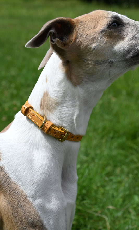 Small Yellow Leather Dog Collar by Lish