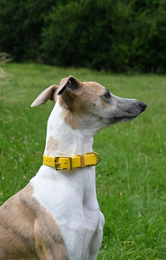 Medium Yellow Biothane Pet Collar