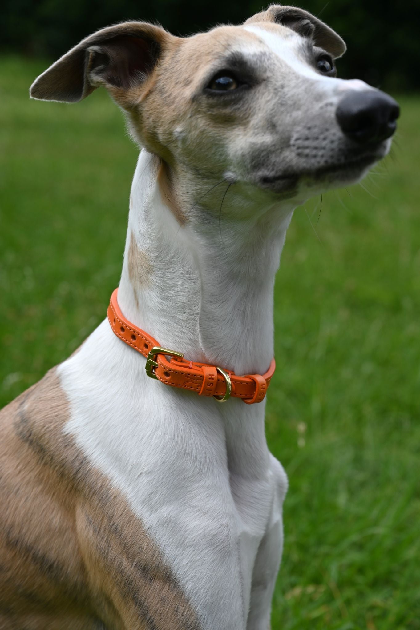 Small Orange Lish Leather Dog Collar