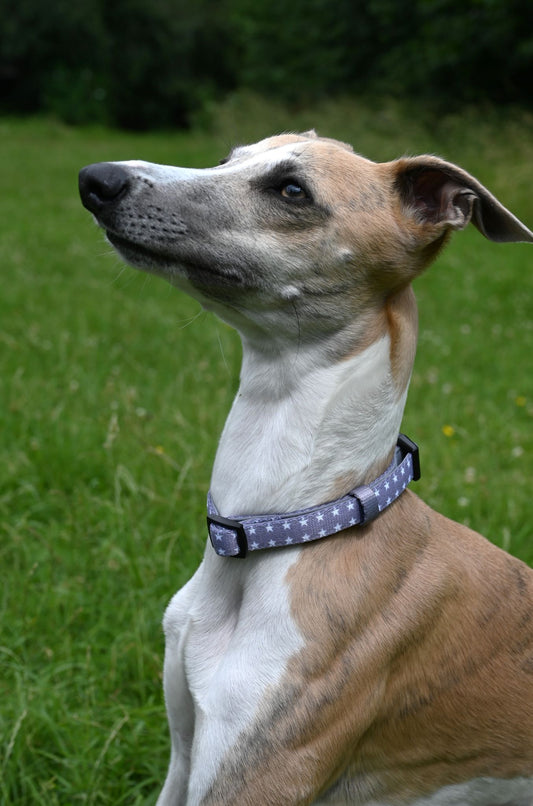 Small Grey Star Handmade Webbing Collar