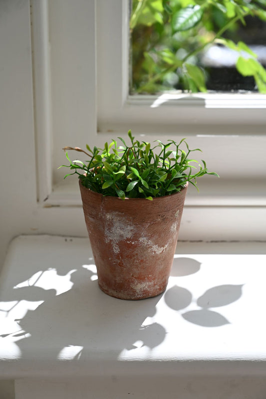 Terracotta pot with green plant against a white wall