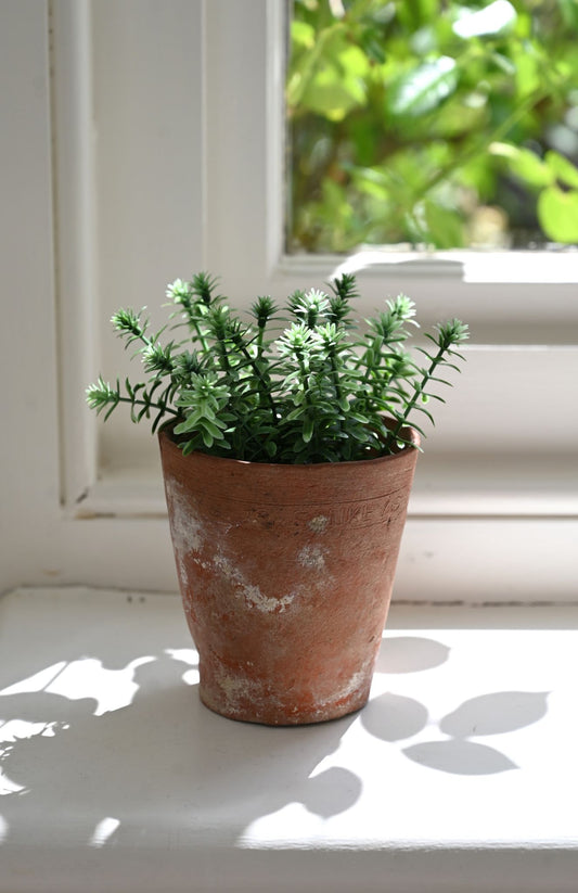 Tiny Faux Stonecrop Sedum Plant