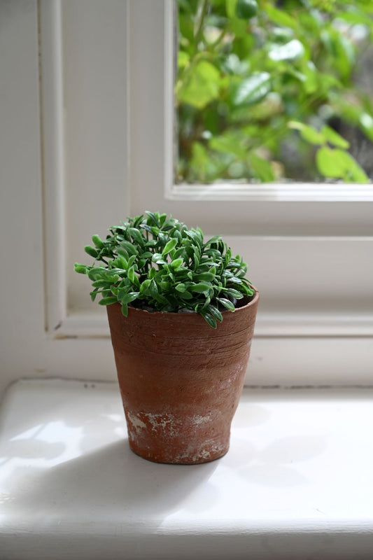 Small potted plant on a windowsill with a blurred outdoor background
