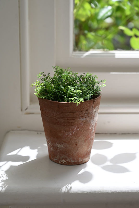 Faux Wall-Rue Plant