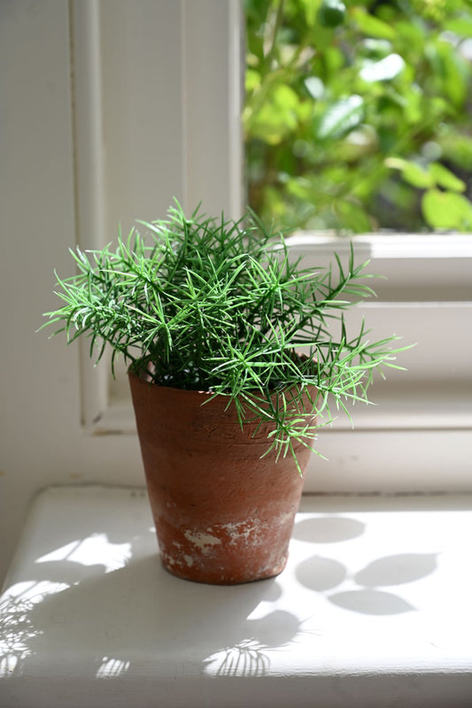 Potted plant hanging on a white wall with sunlight casting shadows