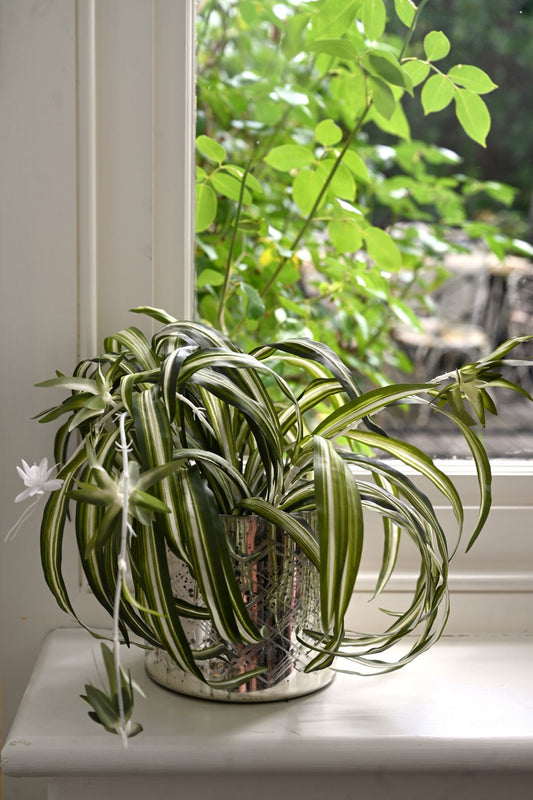 Faux Flowering Spider Plant
