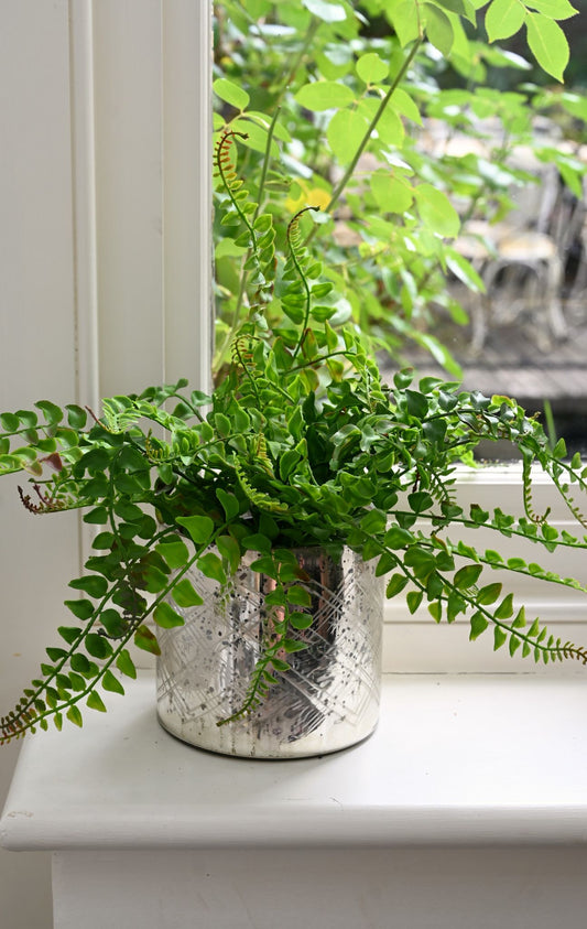 Small Faux Leatherleaf Fern Plant