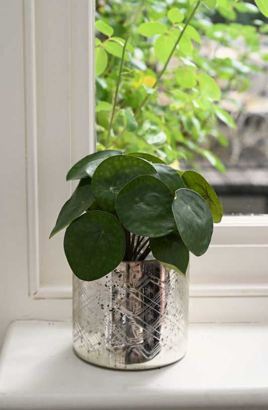 Potted plant on a windowsill with a view of greenery outside