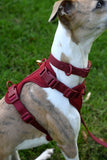 No Pull Dog Harness