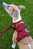 No Pull Dog Harness