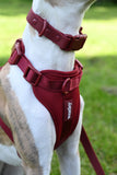 No Pull Dog Harness