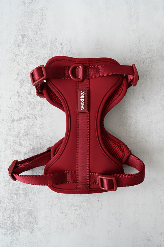 Dog wearing a mulberry waterproof no-pull harness with gold hardware during an outdoor walk.