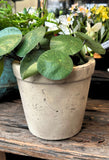 Beige Cracked Plant Pot