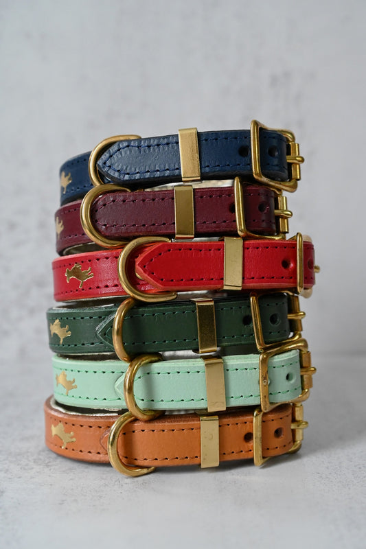 Colourful padded nappa leather dog collars with polished brass buckles and D-rings.