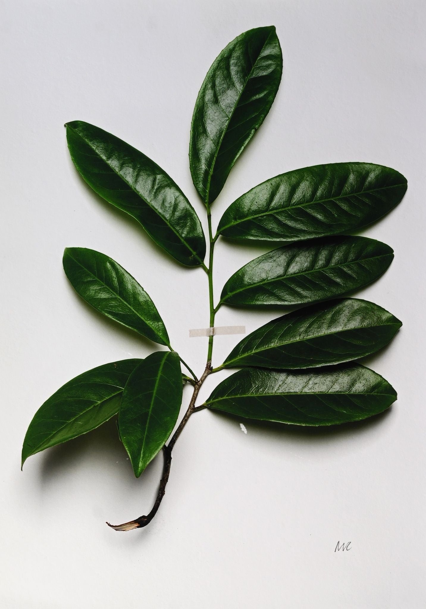 Miranda Carter Cherry Laurel A4 Print