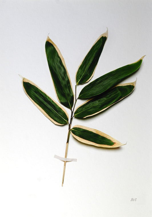 Miranda Carter Large Leaf Bamboo A4 Print